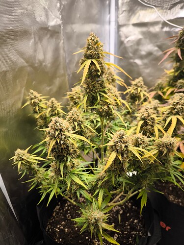 Growreport Bild 1