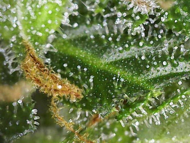 Growreport Bild 13