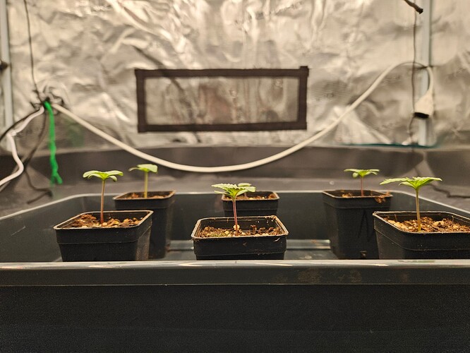 Growreport Bild 5