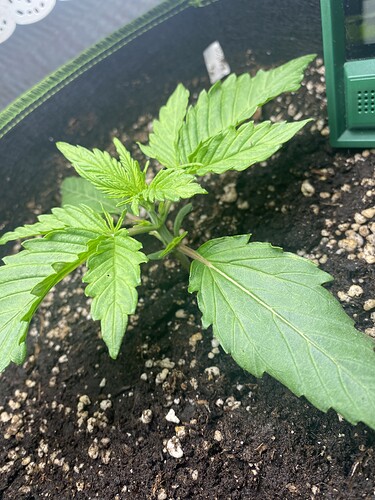 Growreport Bild 2