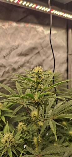 Growreport Bild 7