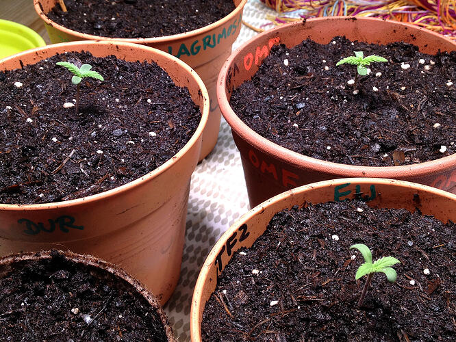 Grow26_0511_2