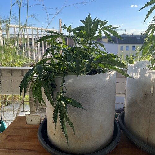 Growreport Bild 1