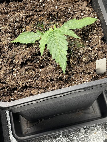 Growreport Bild 4