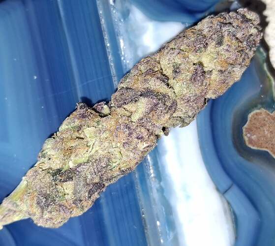 Growreport Bild 44