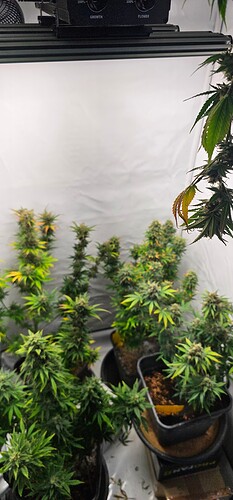 Growreport Bild 3