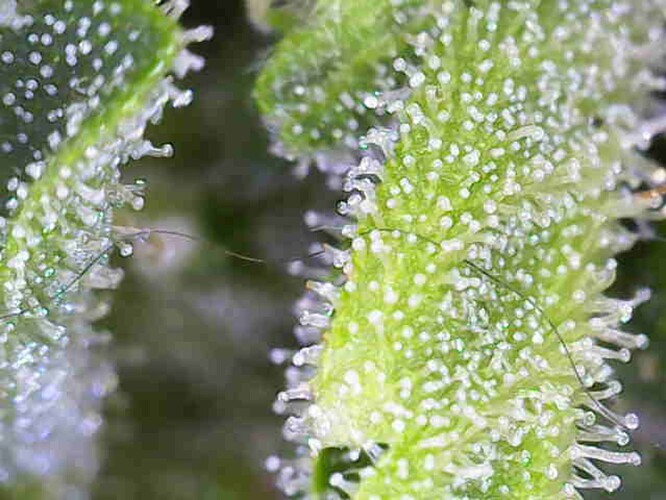 Growreport Bild 26