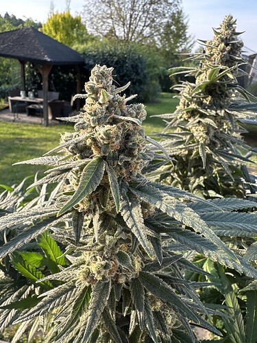 Growreport Bild 4