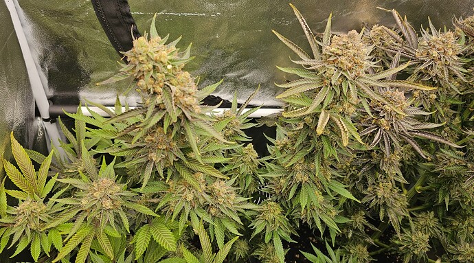 Growreport Bild 30