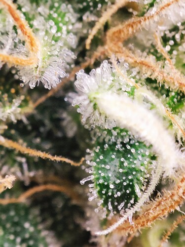Growreport Bild 9