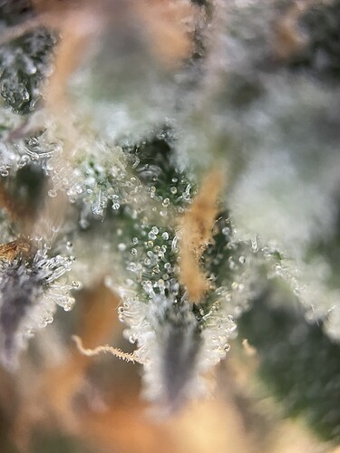 Growreport Bild 7