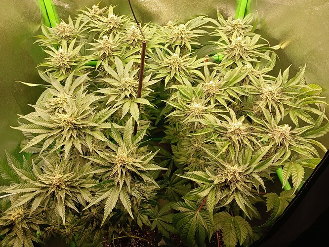Growreport Bild 15