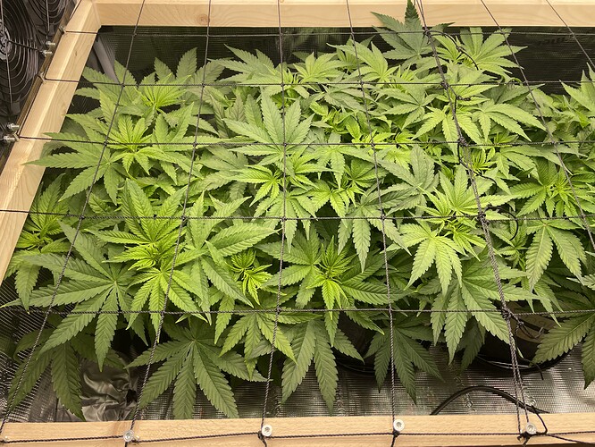 Mehrere Cannabis-Pflanzen in der Wachstumsphase, die sich unter einem Netz ausbreiten und das Gitter zu berühren beginnen.