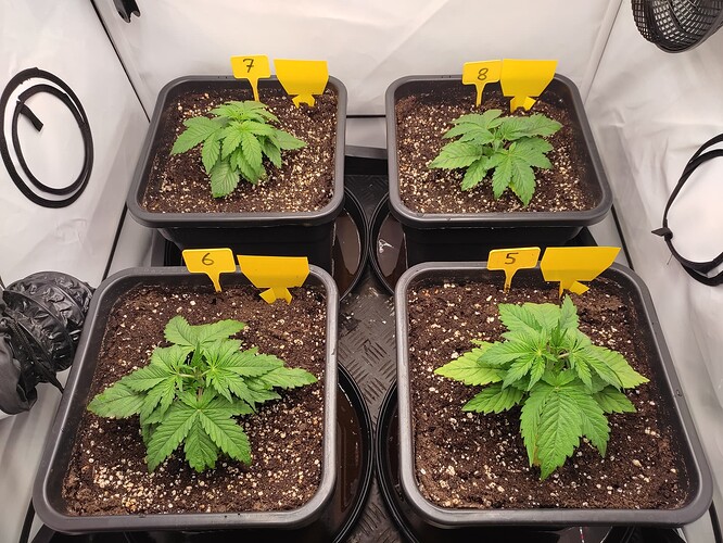 Growreport Bild 3