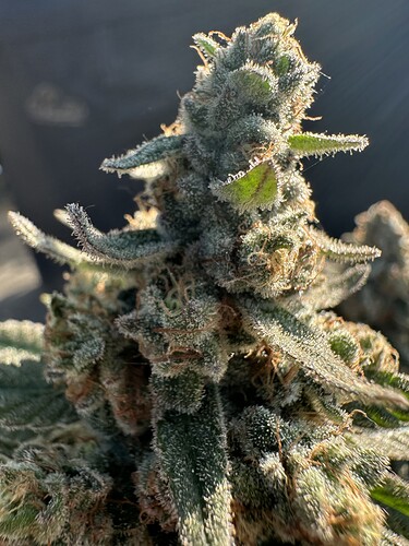 Growreport Bild 35