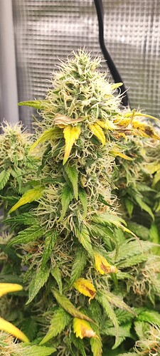 Growreport Bild 21