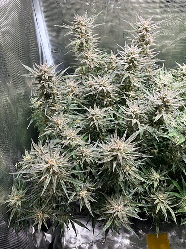 Growreport Bild 9