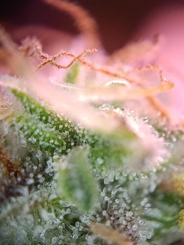 Growreport Bild 6