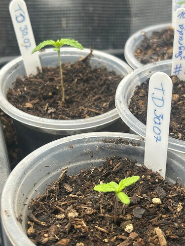 Growreport Bild 36