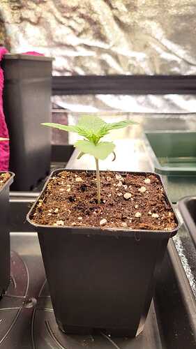 Growreport Bild 41