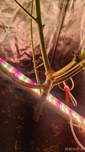 Growreport Bild 5
