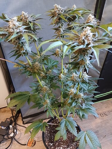 Growreport Bild 3