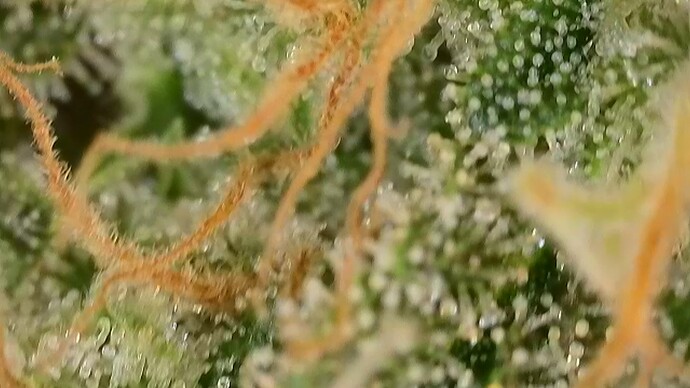 Growreport Bild 13