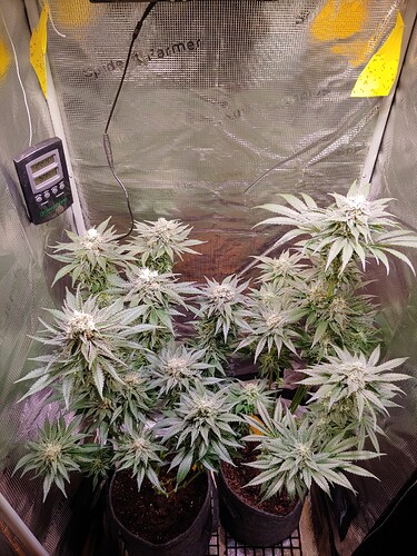 Growreport Bild 17
