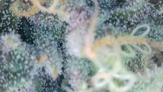 Growreport Bild 6
