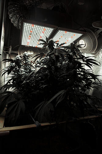 Growreport Bild 2