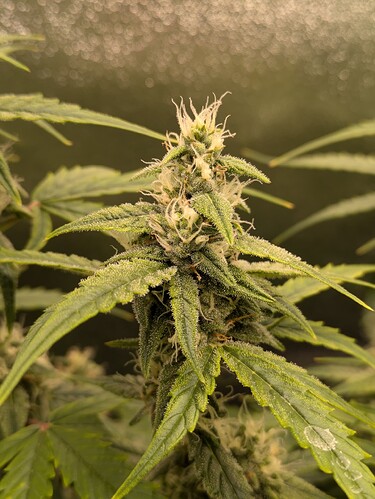 Growreport Bild 23