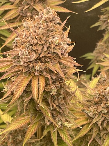 Growreport Bild 4
