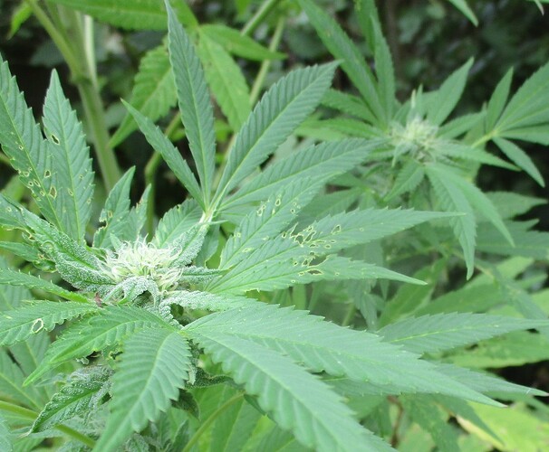 Durban Poison 21.9