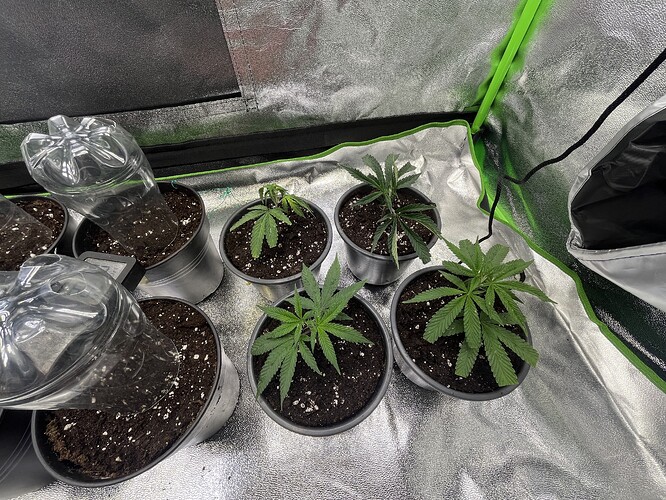 Growreport Bild 28