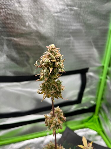Growreport Bild 17