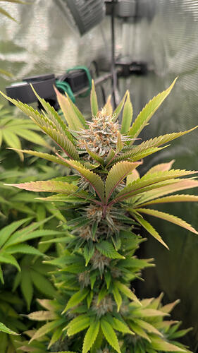 Eine blühende Cannabispflanze mit dichten Blütenständen und breiten Blättern, die Anzeichen von Verfärbungen aufweisen.