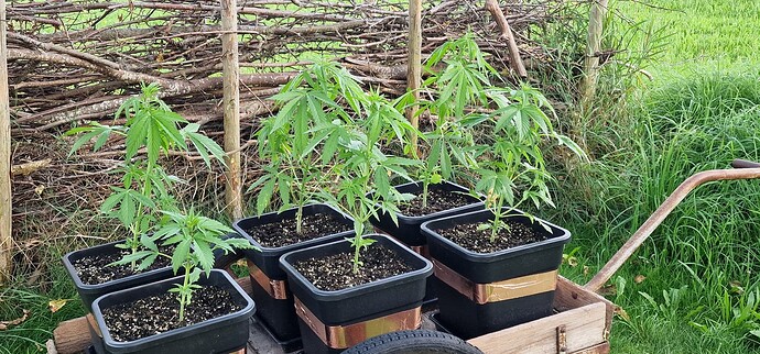 Growreport Bild 1