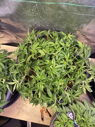 Growreport Bild 78