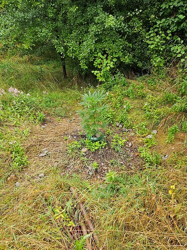 Growreport Bild 6