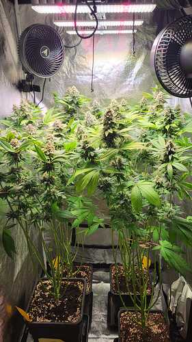 Vier Cannabispflanzen in der Blütephase in einem Growzelt mit LED-Beleuchtung und Ventilatoren.