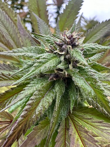 Growreport Bild 11