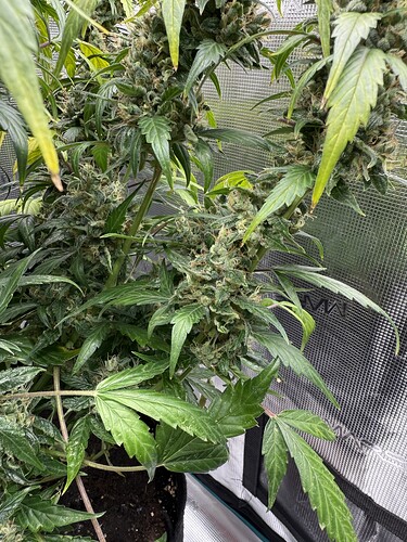 Growreport Bild 27