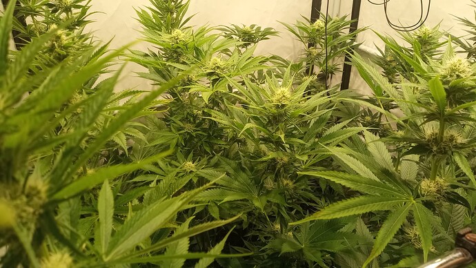 Growreport Bild 42