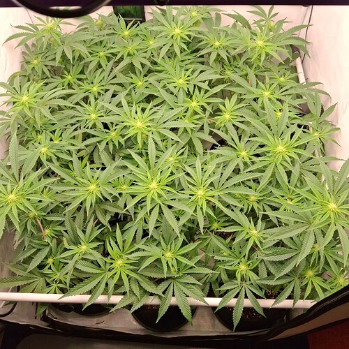 Growreport Bild 19