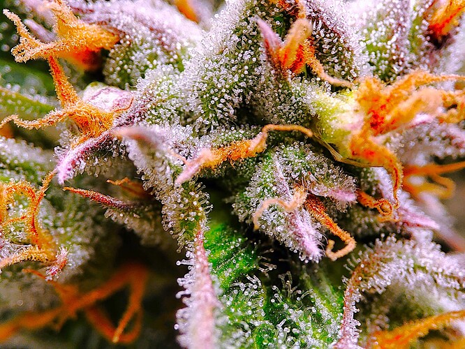 Growreport Bild 42