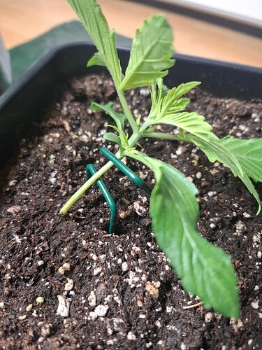 Growreport Bild 4