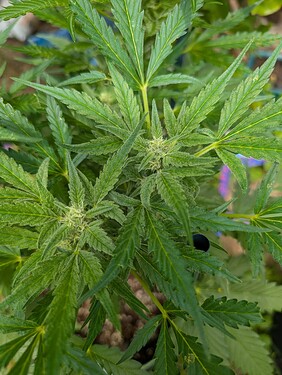 Growreport Bild 7