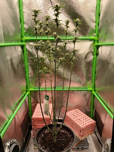 Growreport Bild 13
