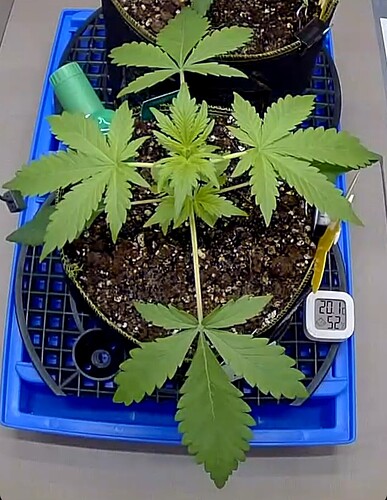 Growreport Bild 5