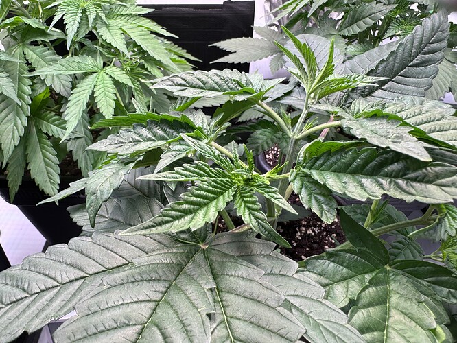 Growreport Bild 4